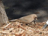 Henderson Bird Viewing Preserve