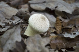 Lycoperdon perlatum