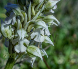 Neotinea lactea alba