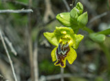 sicula from Crete