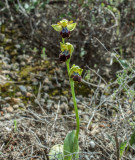 Ophrys iricolor ssp. mesaritica