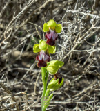 Ophrys iricolor ssp. mesaritica
