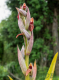 Serapias bergonii var. politisii