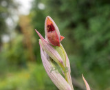 Serapias bergoni var. politisii