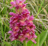 Dac. sambucina