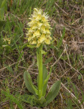 Dac. sambucina
