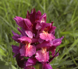 Vlierorchis, D. sambucina