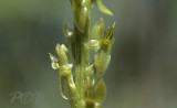 Gallery veenmosorchis Hammarbya paludosa