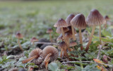 Gallery Mycena