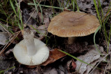 Gallery Russula