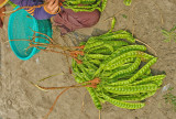 Colours of Indonesia