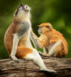 Monkey_G_Spot