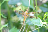 Painted Skimmers
