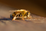 Honey Bees