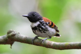 Spotted Antbird 0616-5j Quebera Felix, Darien