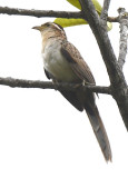 Striped Cuckoo 0616-3j Anton