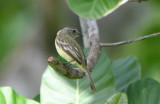 Yellow-bellied Elania 0616-1j Anton