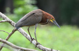 Rufescent Tiger-Heron 0616-2j Darien