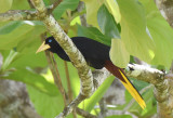 Crested Oropendola 0616-1j El Salto, Darien