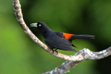 Scarlet-rumped Cacique 0616-1j Canopy Tower