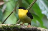 Golden-collared Manakin 0616-5j Pipeline Road