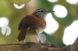 Rufous and White Wren 0616-1j Parque Metropolitano