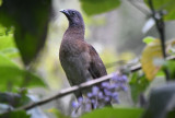 Gray-headed Chacalaca 0616-1j Anton