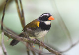 Orange-billed Sparrow 0616-1j Anton