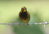 Yellow-faced Grassquit 0616-2j Anton