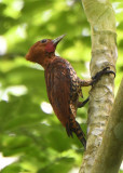 Cinnamon Woodpecker 0616-1j Gamboa
