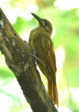Plain-brown Woodcreeper 0616-2j Parque Metropolitano