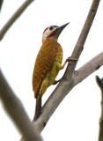 Spot-breasted Woodpecker 0616-1j Remitas, Darien