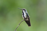 Black-throated Mango Female 0616-1j Darien