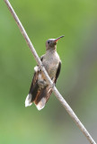 Scaly-breasted Hummingbird 0616-1j Darien