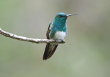 Snowy-bellied Hummingbird 0616-2j Anton
