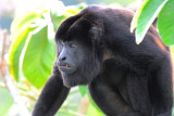 Mantled Howler Monkey 0616-5j Canopy Tower