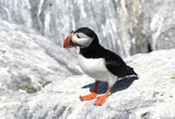Atlantic Puffin 0717-17j Machias Seal Island, NB