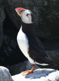 Atlantic Puffin 0717-9j Machias Seal Island, NB