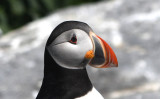 Atlantic Puffin 0717-15j Machias Seal Island, NB