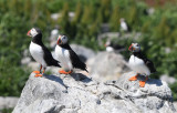 Atlantic Puffins 0717-16j Machias Seal Island, NB
