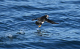 Atlantic Puffin 0717-20j Bird Islands, NS