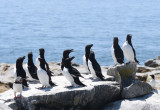 Razorbills 0717-1j Machias Seal Island,NB