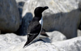 Razorbill 0717-5j Machias Seal Island, NB