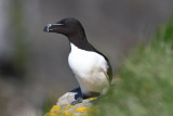 Razorbill 0717-8j Cape St. Mary, NL