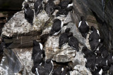 Common Murres 0717-1j Cape St. Mary, NL