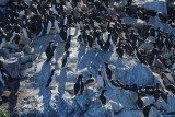 Common Murres 0717-5j Bird Islands, NS