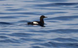 Black Guillemot 0717-1j Bird Islands, NS