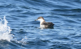 Great Shearwater 0717-1j Witless Bay, NL