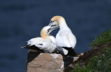 Northern Gannets 0717-5j.jpg