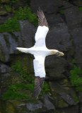 Northern Gannet 0717-8j Cape St. Mary, NL